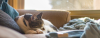 Story_FooterImage_Every-Paw_1310x500.png